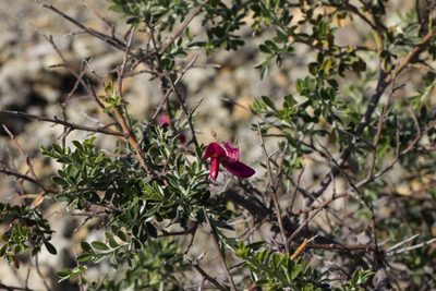 Pickeringia montana, photographed by Arvel Hernandez