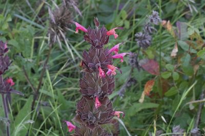 Salvia spathacea, photographed by Arvel Hernandez