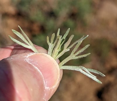 Artemisia tripartita, photographed by John A Haskins