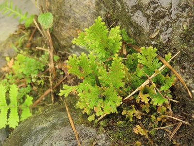 Selaginella moellendorffii, photographed by chiuluan