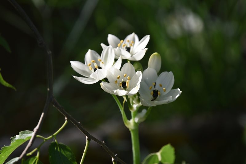 Melomphis arabica, photographed by Jacqueline Jeanne
