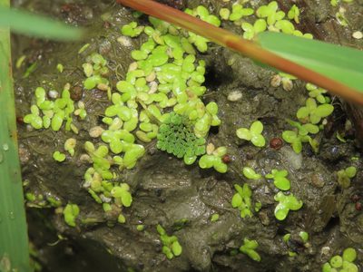 Lemna aequinoctialis, photographed by chiuluan