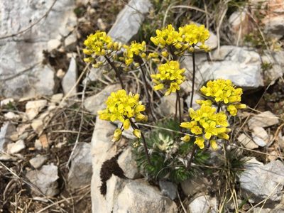 Draba lasiocarpa, photographed by Mirko Ubović