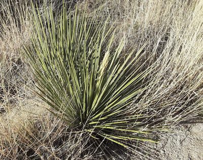 Yucca glauca, photographed by bmasinton