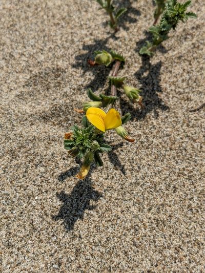 Ononis variegata, photographed by Denis Bastianelli