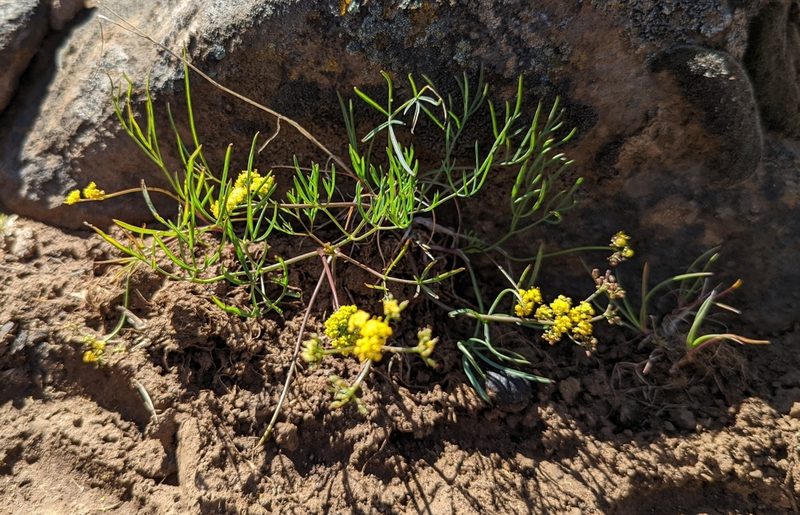 Lomatium farinosum, photographed by John A Haskins