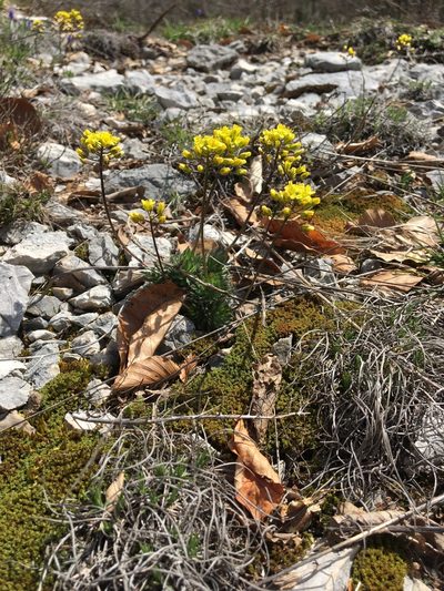 Draba lasiocarpa, photographed by Mirko Ubović
