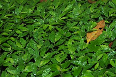 Elatostema parvum, photographed by Cynthia Su