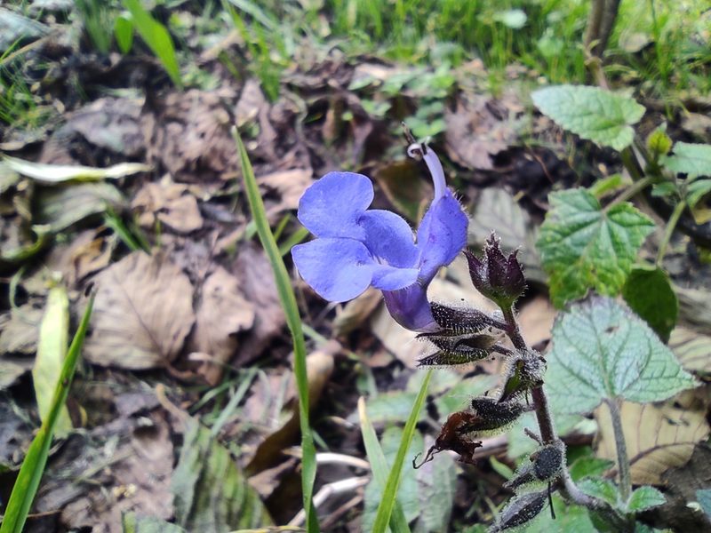 Salvia scutellarioides, photographed by sandy-espinozaf