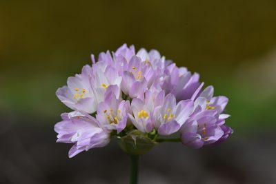 Allium roseum, photographed by Jacqueline Jeanne