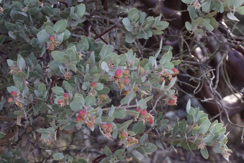 Arctostaphylos obispoensis, photographed by Arvel Hernandez