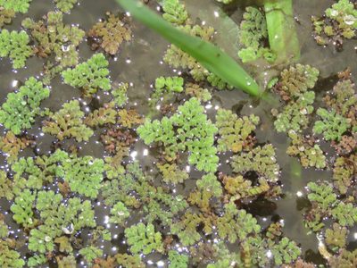 Azolla pinnata, photographed by chiuluan
