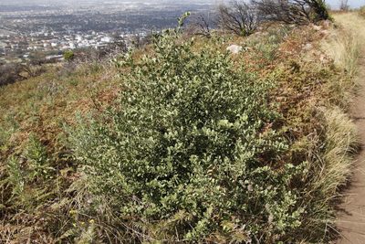 Gymnosporia buxifolia, photographed by Tony Rebelo