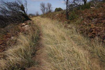 Eragrostis curvula, photographed by Tony Rebelo