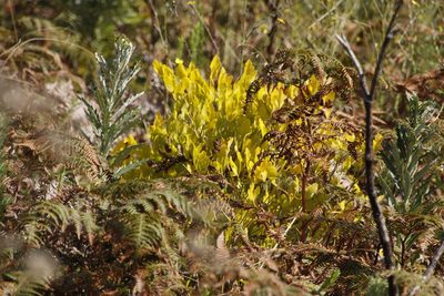 Notobubon galbanum, photographed by Tony Rebelo