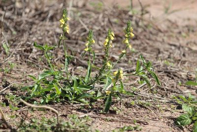Justicia flava, photographed by Noeleen du Toit