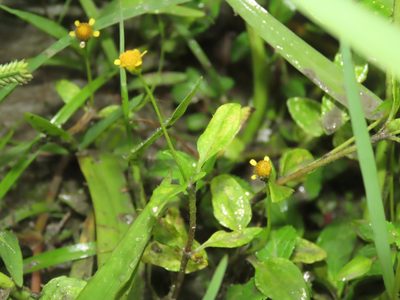 Acmella uliginosa, photographed by chiuluan