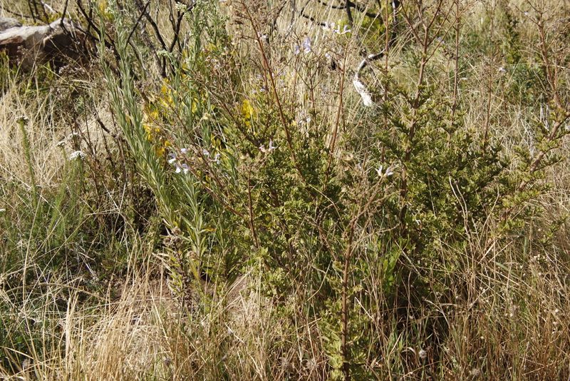 Salvia chamelaeagnea, photographed by Tony Rebelo