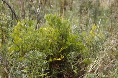 Notobubon galbanum, photographed by Tony Rebelo