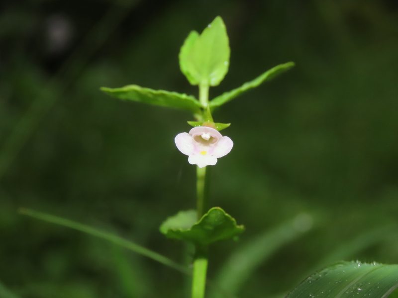 Torenia anagallis, photographed by chiuluan
