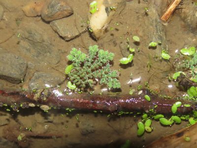 Azolla pinnata, photographed by chiuluan