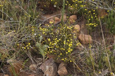 Senecio burchellii, photographed by Tony Rebelo