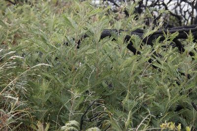 Acacia mearnsii, photographed by Tony Rebelo