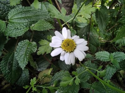 Tanacetum parthenium, photographed by sandy-espinozaf