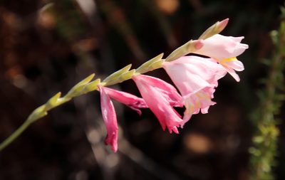 Gladiolus brevifolius, photographed by Tony Rebelo