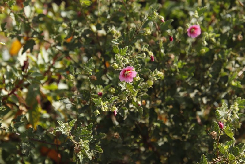 Anisodontea scabrosa, photographed by Tony Rebelo