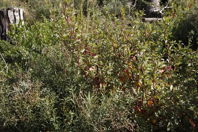 Phytolacca octandra, photographed by Tony Rebelo