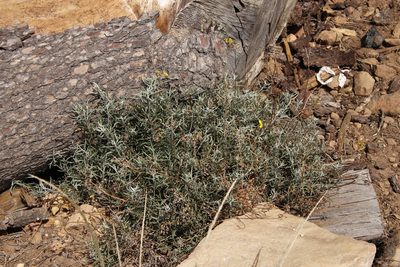 Senecio pterophorus, photographed by Tony Rebelo