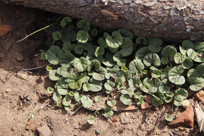 Dichondra micrantha, photographed by Tony Rebelo