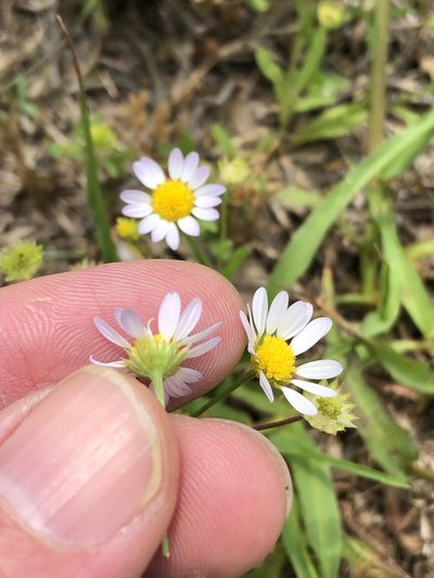 Astranthium ciliatum, photographed by Sam Kieschnick