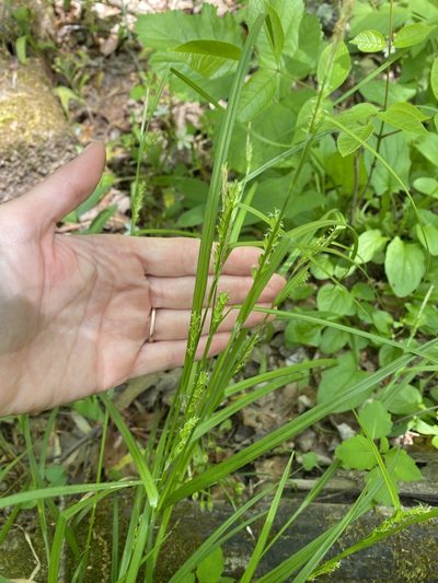 Carex amphibola, photographed by Emily Franzen