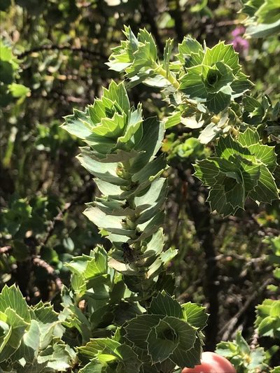 Cliffortia ilicifolia, photographed by Ren Hoekstra
