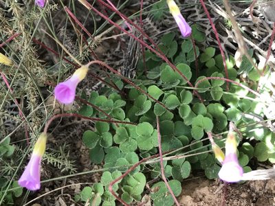 Oxalis imbricata, photographed by Ren Hoekstra