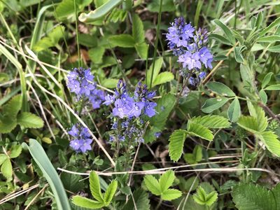 Veronica prostrata, photographed by Pavel Kacl