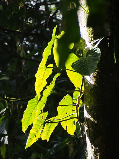 Philodendron platypetiolatum, photographed by Lena Struwe