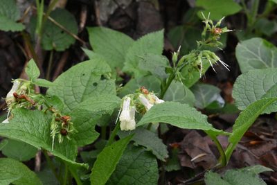 Symphytum grandiflorum, photographed by Марина Садыкова