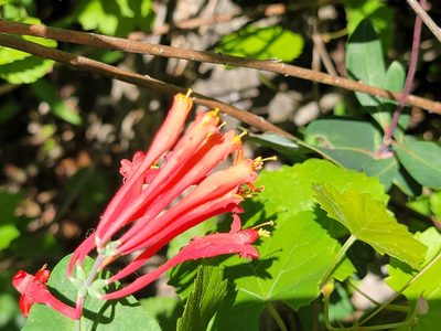 Lonicera sempervirens, photographed by Rebecca Gimenez Husted