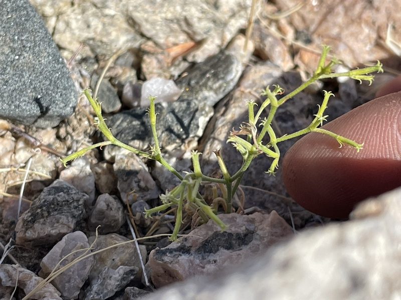 Chorizanthe brevicornu, photographed by Bobby McCabe