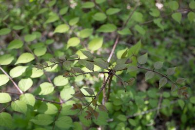 Aralia elata, photographed by Lauren Nyquist