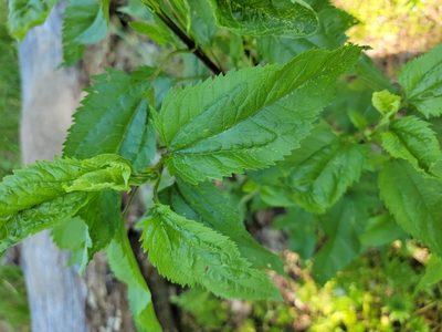 Eupatorium serotinum, photographed by Rebecca Gimenez Husted