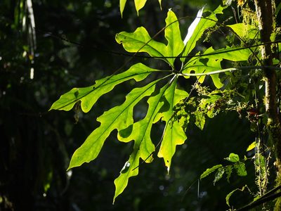 Anthurium clavigerum, photographed by Lena Struwe