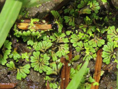 Ricciocarpos natans, photographed by chiuluan