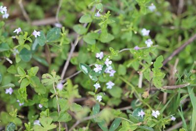 Clinopodium brownei