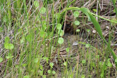 Hydrocotyle umbellata, photographed by Rich Sommer