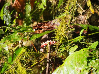 Anthurium consobrinum, photographed by Lena Struwe