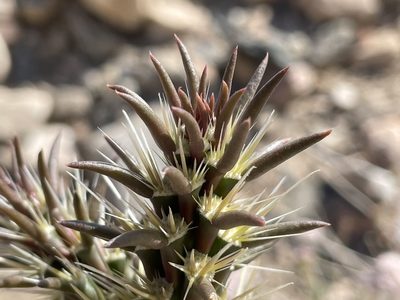 Cylindropuntia acanthocarpa, photographed by Bobby McCabe